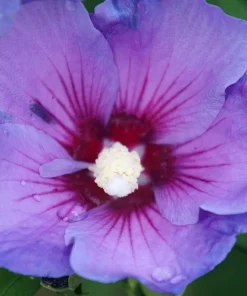 Rose of Sharon Hibiscus Live Plant – Paraplu Violet – 4 inch Pot – Outdoor Shrub - Image 3