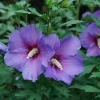 Rose of Sharon Hibiscus Live Plant – Paraplu Violet – 4 inch Pot – Outdoor Shrub - Image 1