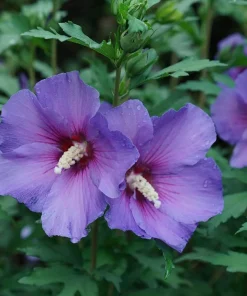 Rose of Sharon Hibiscus Live Plant – Paraplu Violet – 4 inch Pot – Outdoor Shrub - Image 1