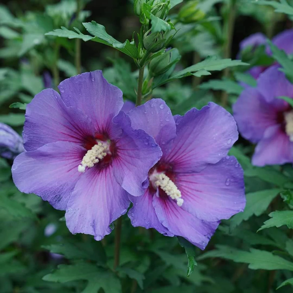 Rose of Sharon Hibiscus Live Plant – Paraplu Violet – 4 inch Pot – Outdoor Shrub - Image 1