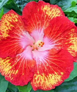 Rose of Sharon Hibiscus Moscheutos Seeds - Pink Flower Seed Pack for Indoor & Outdoor Planting - Image 1