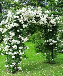 Rose Plant Seeds & Cuttings - Grow Your Own Beautiful Roses - Indoor/Outdoor - Image 2