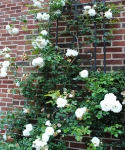 Rose Plant Seeds & Cuttings - Grow Your Own Beautiful Roses - Indoor/Outdoor - Image 3
