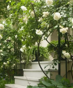 Rose Plant Seeds & Cuttings - Grow Your Own Beautiful Roses - Indoor/Outdoor - Image 4