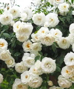 Rose Plant Seeds & Cuttings - Grow Your Own Beautiful Roses - Indoor/Outdoor - Image 5