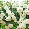 Rose Plant Seeds & Cuttings - Grow Your Own Beautiful Roses - Indoor/Outdoor - Image 1