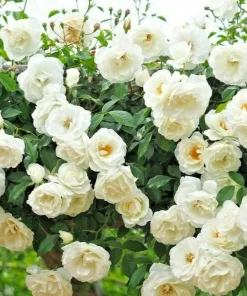 Rose Plant Seeds & Cuttings - Grow Your Own Beautiful Roses - Indoor/Outdoor - Image 1