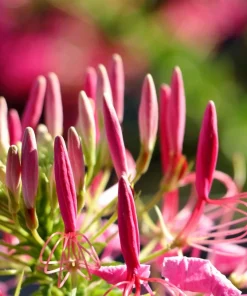 Rose Queen Cleome Seeds - 200 Pink Spider Flower Seeds - Image 10