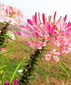 Rose Queen Cleome Seeds - 200 Pink Spider Flower Seeds - Image 2