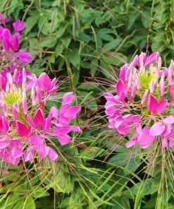Rose Queen Cleome Seeds - 200 Pink Spider Flower Seeds - Image 3