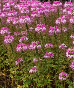 Rose Queen Cleome Seeds - 200 Pink Spider Flower Seeds - Image 4