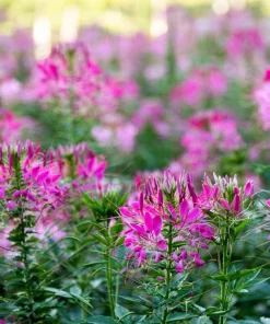 Rose Queen Cleome Seeds - 200 Pink Spider Flower Seeds - Image 5