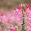 Rose Queen Cleome Seeds - 200 Pink Spider Flower Seeds - Image 1