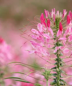 Rose Queen Cleome Seeds - 200 Pink Spider Flower Seeds - Image 1