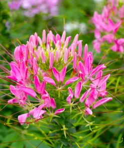 Rose Queen Cleome Seeds - 200 Pink Spider Flower Seeds - Image 6