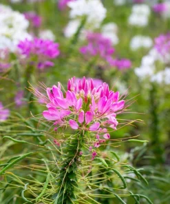 Rose Queen Cleome Seeds - 200 Pink Spider Flower Seeds - Image 7