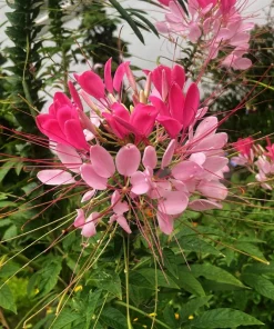 Rose Queen Cleome Seeds - 200 Pink Spider Flower Seeds - Image 8