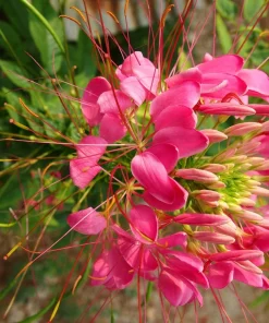 Rose Queen Cleome Seeds - 200 Pink Spider Flower Seeds - Image 9