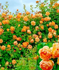 Rose Seeds & Cuttings for Planting - Multiple Options - Live Plant, Seedling, Starter - Image 1