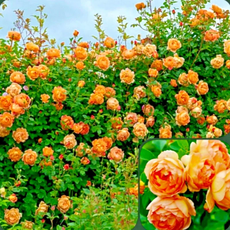 Rose Seeds & Cuttings for Planting - Multiple Options - Live Plant, Seedling, Starter - Image 1