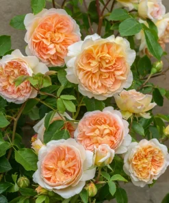 Rose Seeds & Cuttings for Planting - Multiple Options - Live Plant, Seedling, Starter - Image 2