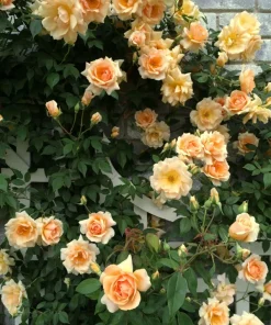 Rose Seeds & Cuttings for Planting - Multiple Options - Live Plant, Seedling, Starter - Image 3