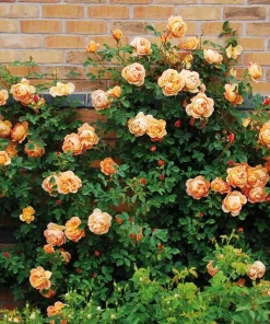 Rose Seeds & Cuttings for Planting - Multiple Options - Live Plant, Seedling, Starter - Image 4