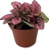 Rose Splash Polka Dot Plant - Hypoestes Live Plant - 3.5" Pot - Colorful Houseplant - Image 1