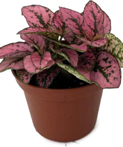 Rose Splash Polka Dot Plant - Hypoestes Live Plant - 3.5" Pot - Colorful Houseplant - Image 1
