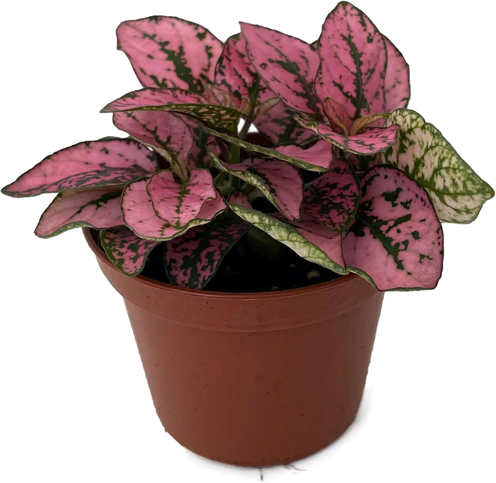 Rose Splash Polka Dot Plant - Hypoestes Live Plant - 3.5" Pot - Colorful Houseplant - Image 1