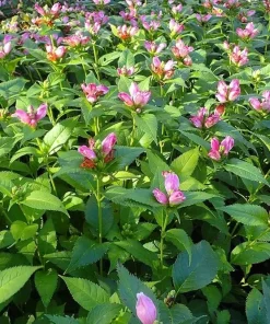 Rose Turtle Head Seeds - Chelone Shade Perennial - 10 Seeds - Image 2