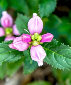 Rose Turtle Head Seeds - Chelone Shade Perennial - 10 Seeds - Image 3