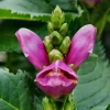 Rose Turtle Head Seeds - Chelone Shade Perennial - 10 Seeds - Image 1