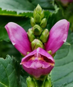 Rose Turtle Head Seeds - Chelone Shade Perennial - 10 Seeds - Image 1