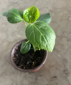 Roselle Hibiscus Live Plant – 4 inch Pot, 8 inches High – Edible Calyces - Image 2