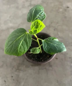 Roselle Hibiscus Live Plant – 4 inch Pot, 8 inches High – Edible Calyces - Image 3