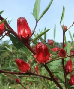 Roselle Hibiscus Live Plant – 4 inch Pot, 8 inches High – Edible Calyces - Image 4