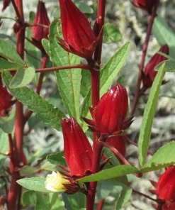Roselle Hibiscus Live Plant – 4 inch Pot, 8 inches High – Edible Calyces - Image 5