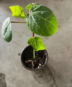 Roselle Hibiscus Live Plant – 4 inch Pot, 8 inches High – Edible Calyces - Image 1