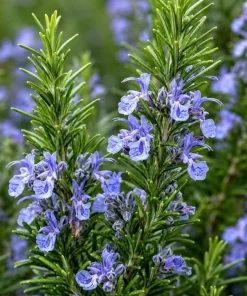 Rosemary Live Plant 2-Pack – 4-6 Inch Tall Fragrant Herb for Indoor & Outdoor Garden - Image 2