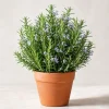 Rosemary Live Plant 2-Pack – 4-6 Inch Tall Fragrant Herb for Indoor & Outdoor Garden - Image 1