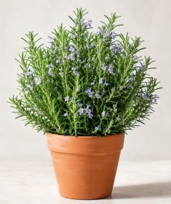 Rosemary Live Plant 2-Pack – 4-6 Inch Tall Fragrant Herb for Indoor & Outdoor Garden - Image 1