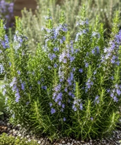 Rosemary Live Plant 2-Pack – 4-6 Inch Tall Fragrant Herb for Indoor & Outdoor Garden - Image 3