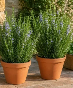 Rosemary Live Plant 2-Pack – 4-6 Inch Tall Fragrant Herb for Indoor & Outdoor Garden - Image 4