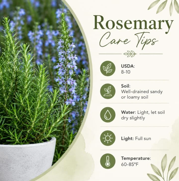 Rosemary Live Plant 2-Pack – 4-6 Inch Tall Fragrant Herb for Indoor & Outdoor Garden - Image 5