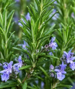 Rosemary Live Plant 2-Pack 4-6 Inch Tall Fragrant Herb Indoor Outdoor - Image 5
