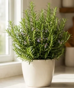 Rosemary Live Plant 2-Pack – 4-6 Inch Tall Fragrant Herb for Indoor & Outdoor Garden - Image 6