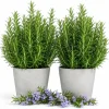 Rosemary Live Plant 2-Pack 4-6 Inch Tall Fragrant Herb Indoor Outdoor - Image 1
