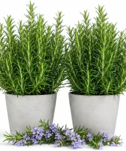 Rosemary Live Plant 2-Pack 4-6 Inch Tall Fragrant Herb Indoor Outdoor - Image 1