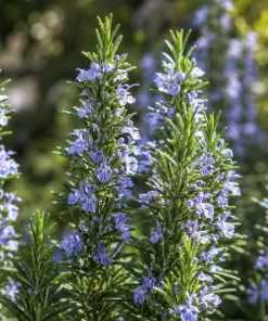 Rosemary Live Plant 4-6 Inch Tall - 2 Plants Per Pot - Fragrant Herb for Indoor & Outdoor Garden - Image 2